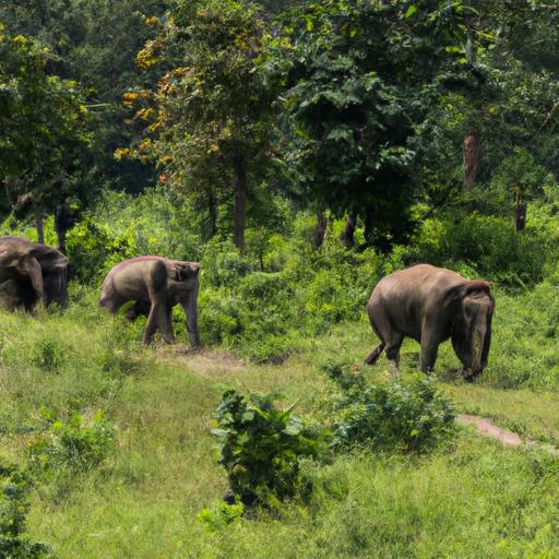 Elephant Habitat And Food